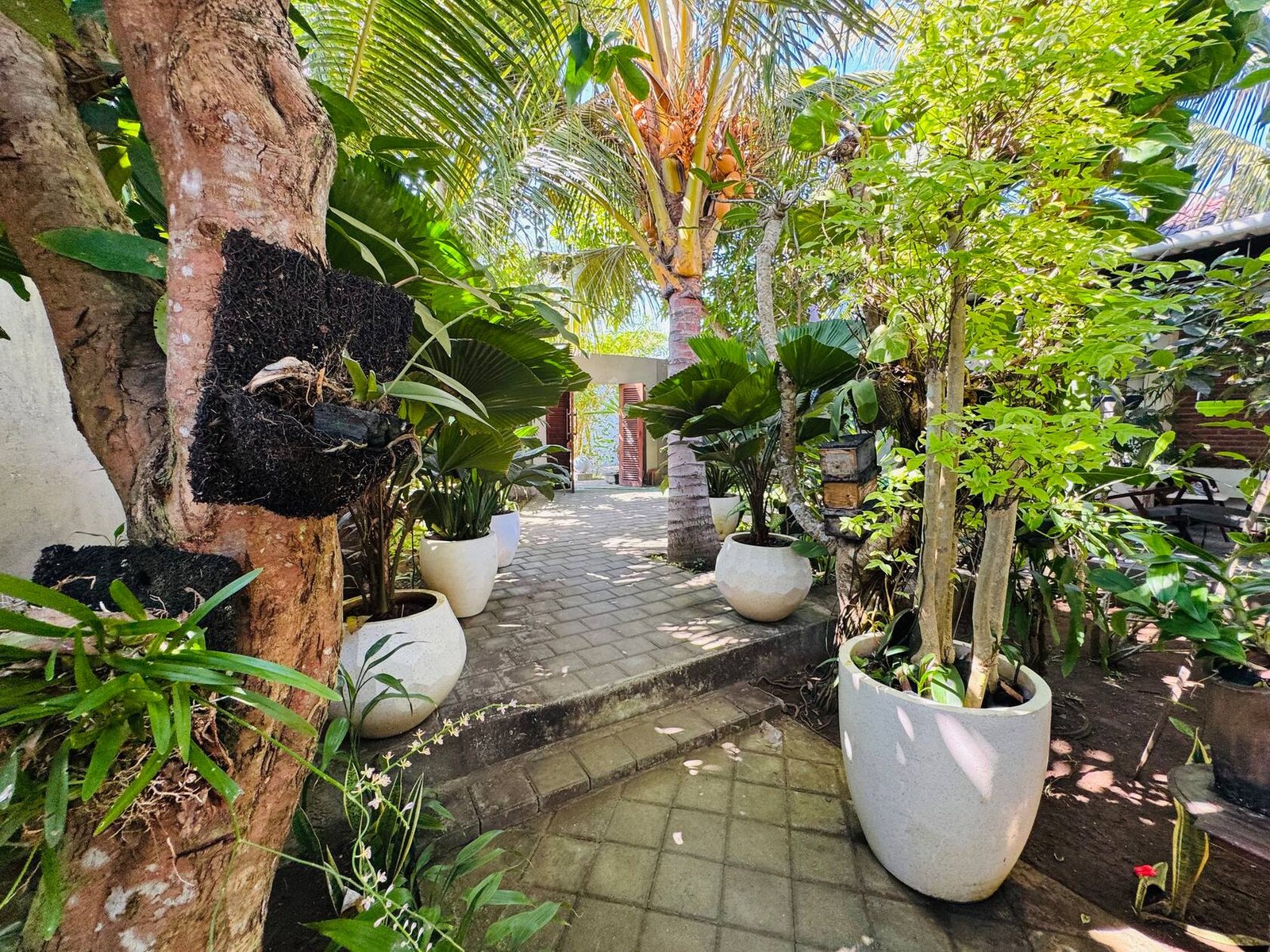 Garden path between palms and plants